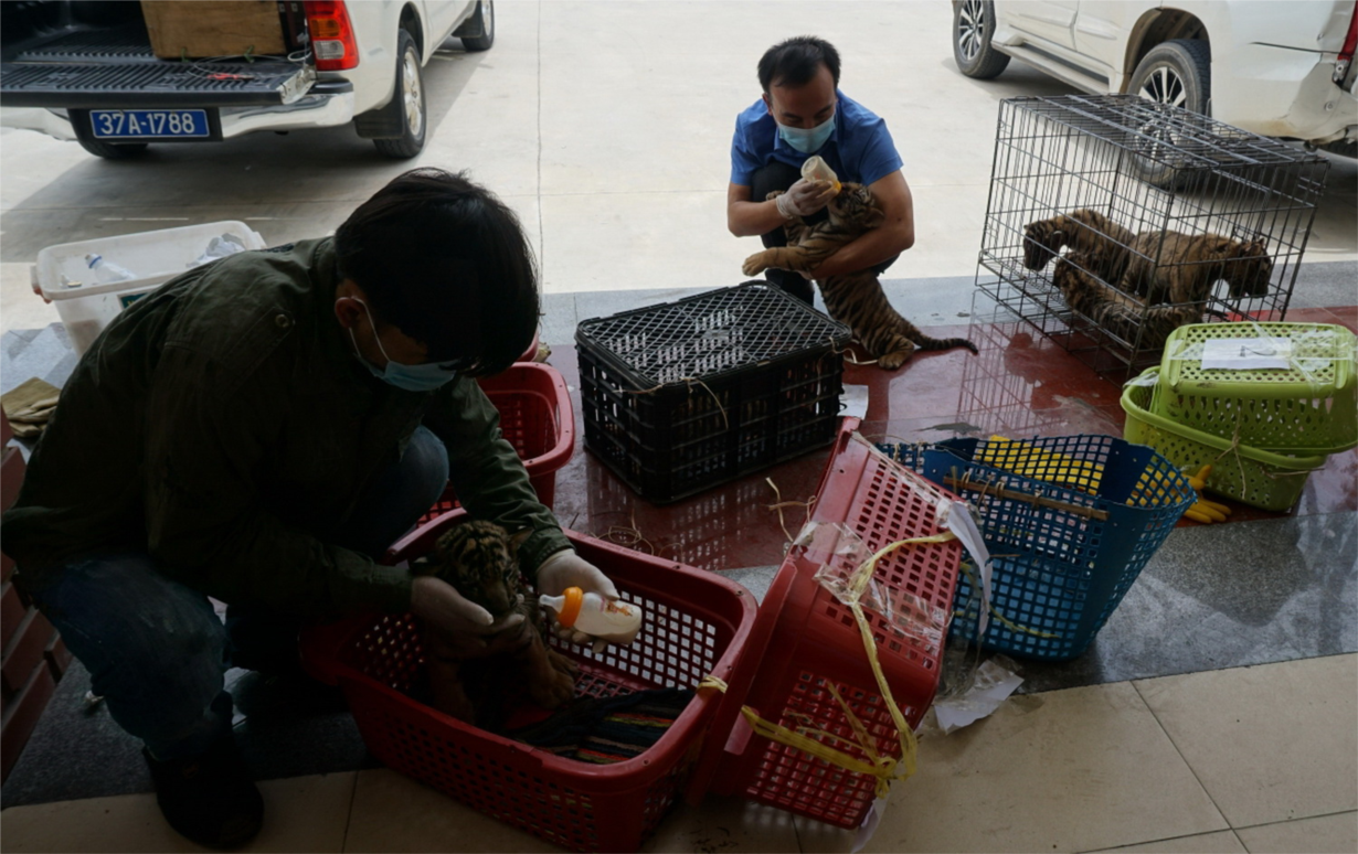 Vận chuyển 7 cá thể hổ ở Nghệ An về nuôi tại Vườn Quốc gia Phong Nha - Kẻ Bàng (21/3/2022)